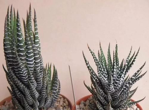  『家里』在家里养几种耐阴耐旱的观赏植物，不用经常照顾