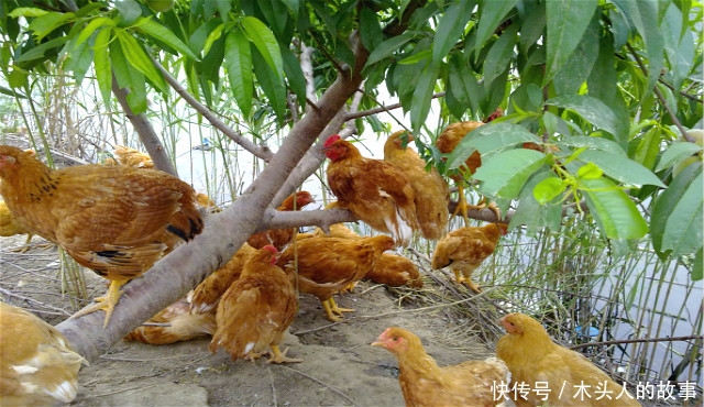 在农村，农民为啥早晨老早起来开大门？有啥说法吗？