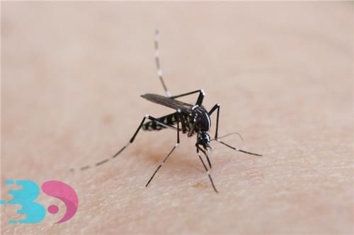  驱蚊■夏天驱蚊方法，蚊子喜欢叮咬哪些人？