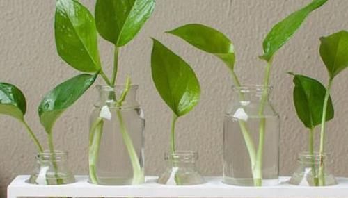  「枝条」水培繁殖绿萝怎么做？按照2步简单操作，养1周根须就能抱成团