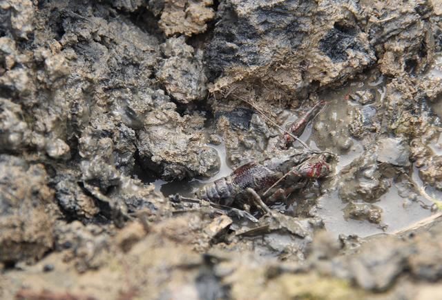  「发现」农村小伙淤泥里发现“它”，真是意外之喜，收获颇丰啊