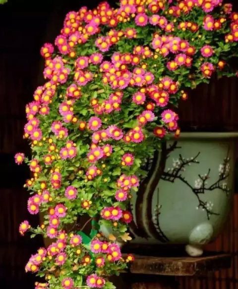 一组悬崖盆景佳作欣赏 可上九天揽月 可下五洋捉鳖