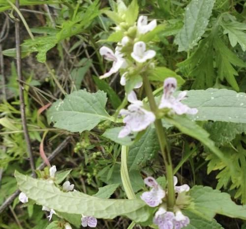  『地蚕草』田地里的“1种草”，根茎像“虫子”，殊不知是“地蚕”，珍贵！
