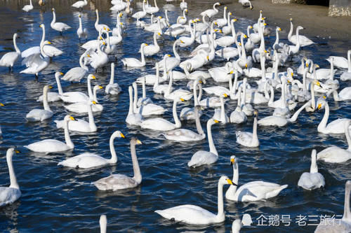  「威海荣成天鹅湖公园」从西伯利亚飞过来的大天鹅，与国内的天