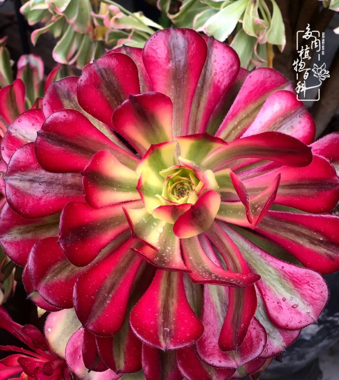  「院里」在茜的多肉小院里,花时间种快乐!