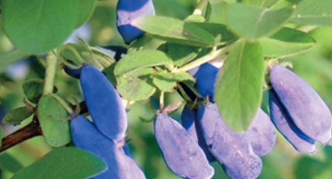  「野果」农村一野果被捧为“天价果”，农民种植后直呼：是坑啊