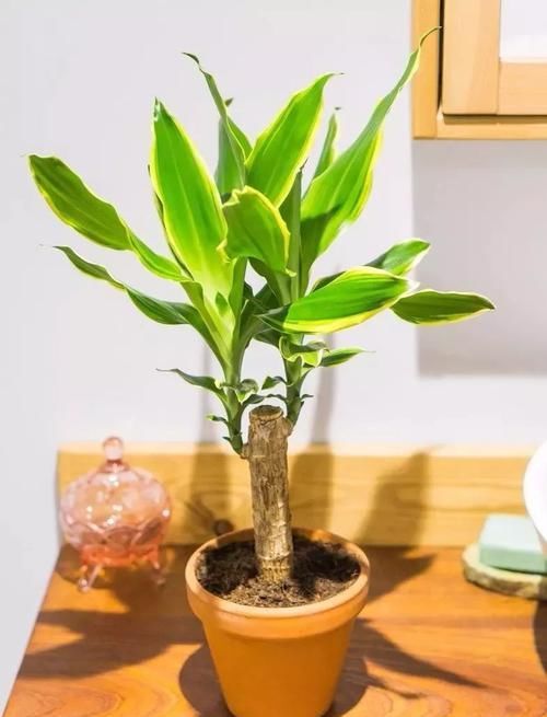  『寓意』这些植物特别好卖，就是起了个好听的名字，寓意就是好