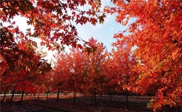 别老想着去日本拍红叶,中国这些地方的红叶也很好看