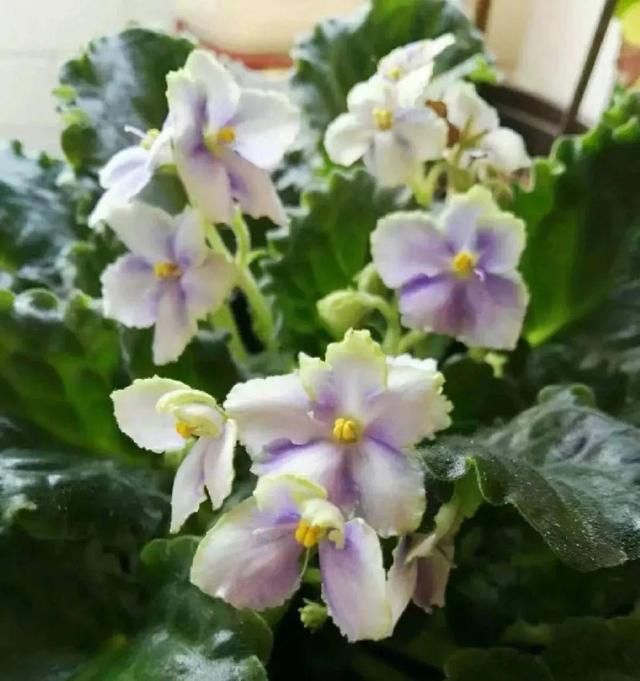  『光照』30种耐阴花，室内光照不佳，也能全年开花