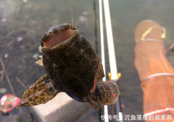 【条鳜鱼】北方也有鳜鱼吗?还是第一次见到,这位钓友钓的是不是鳜鱼?