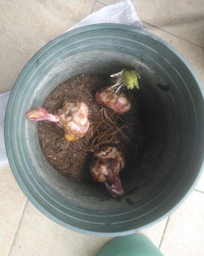 优良月季“葡萄园之歌”,花繁叶茂,美丽怡人,堪称养花首选