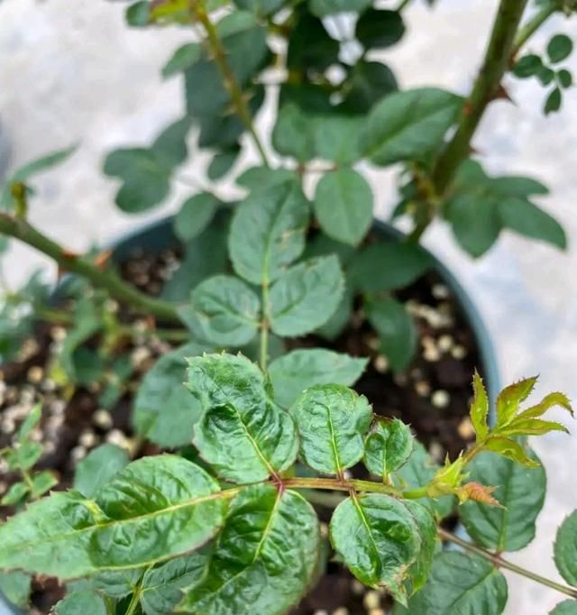  「月季」月季蓟马难杀完?赶紧这样处理,轻松杀完蓟马!
