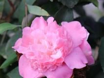  冬季养护■冬季适合养什么花卉？5款冬季开花花卉，总有一款适合您！