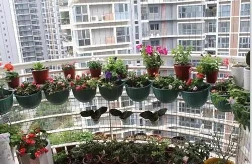  #花架#原来阳台还能这样种花，一看就像个花园，太漂亮了！