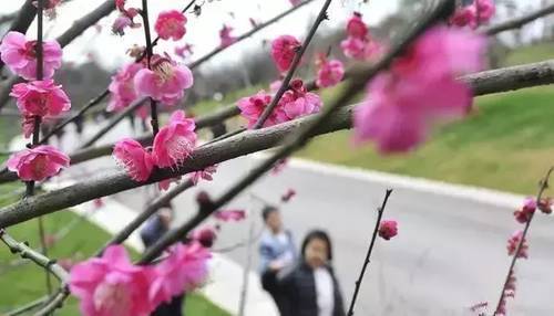 2019长沙最新旅游攻略，2019长沙最佳赏花时间表来了！