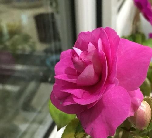  #枝繁叶茂#这四款花养护简单花期长，常年开花不断，花开枝繁叶茂，优雅多姿