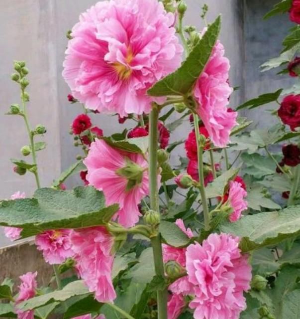  『斗蓬花』“这种花”太牛了，1枝花茎开出50朵花，有太阳就能开成花海！