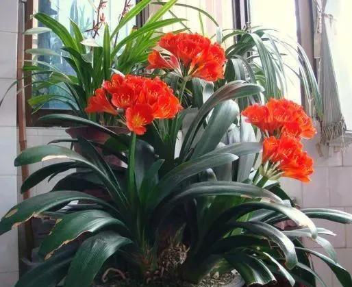 小技巧|这种过期药片,不要乱丢,给君子兰长寿花“吃”一点,花朵狂冒
