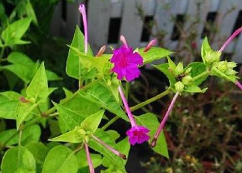  #看起来#农村路边的野花，看起来像小喇叭，曾是农村娃的玩物，