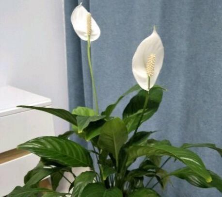 【实用】养花高手教你“植物组合”,3组室内摆放,美观又省地方,特实用
