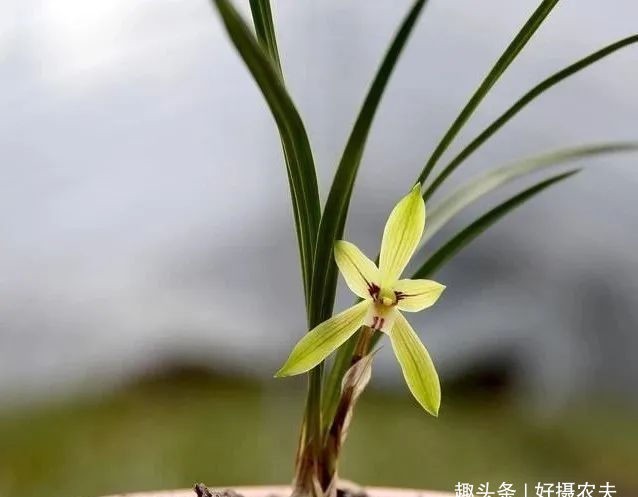 『春兰』不同的兰花授粉后,第二年会开出好花吗