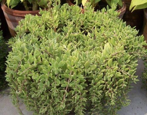  「值钱」山坡上，有2种多肉植物像“杂草”，挖2棵种在花盆里，变值钱！