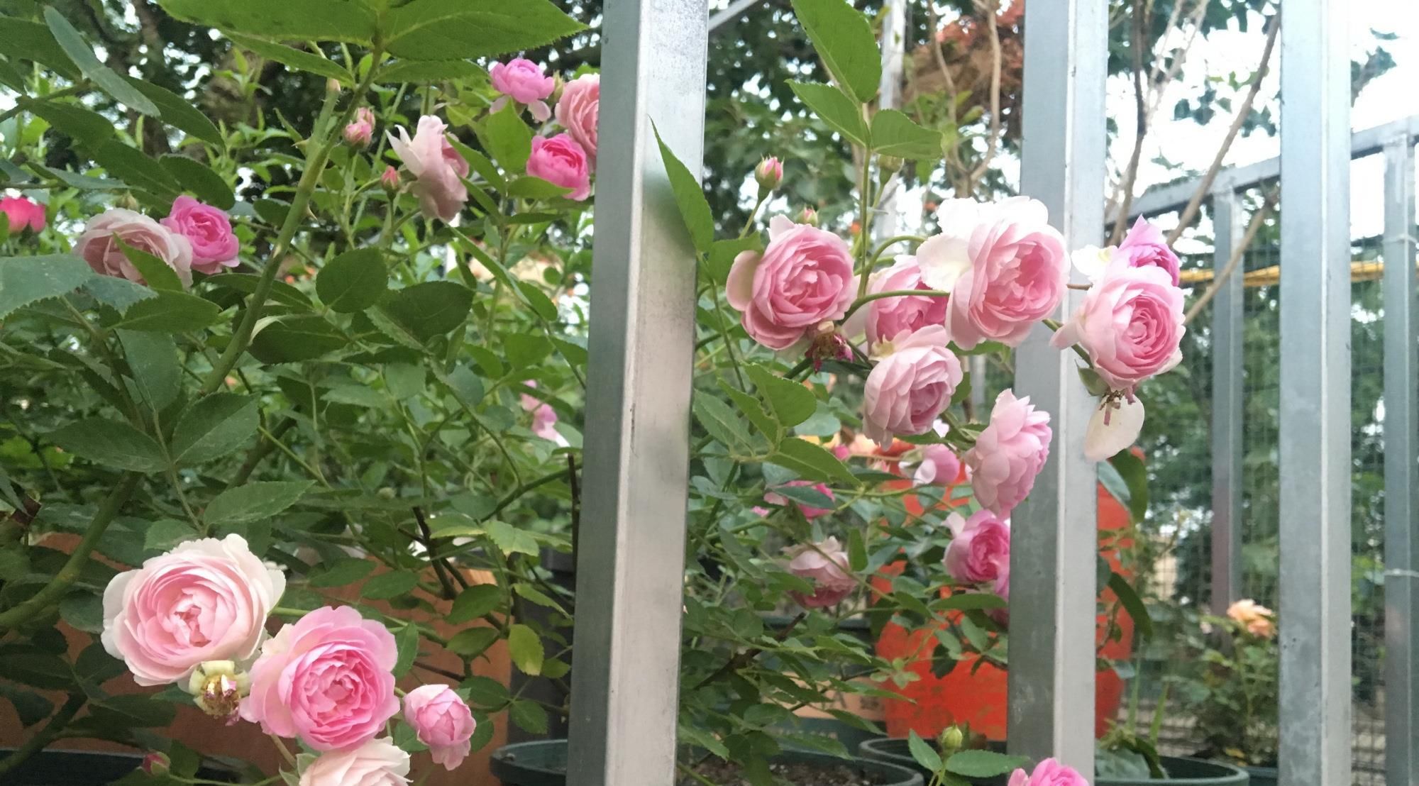  『家里』请问家里养什么植物最好,并且好养活的?