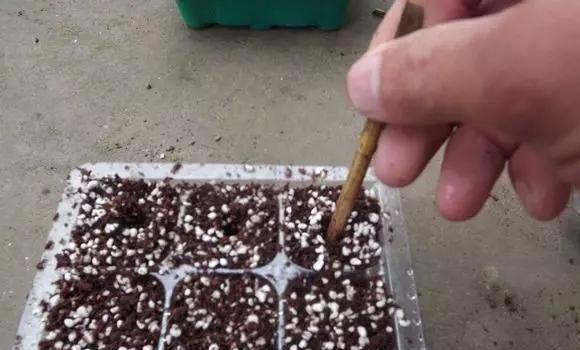 #扦插#月季花的繁殖讲解,一个矿泉水瓶,剪段枝条,倒点水就能繁殖成功