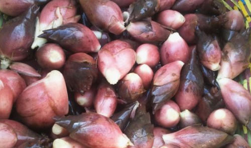  营养|农民种植阳荷卖15元一斤，营养丰富，产量虽然高自己却舍不