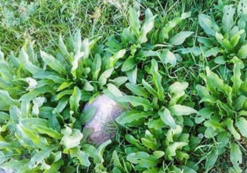  野地@农村用来喂猪的“假菠菜”，在城里是上好的保健食品，一斤