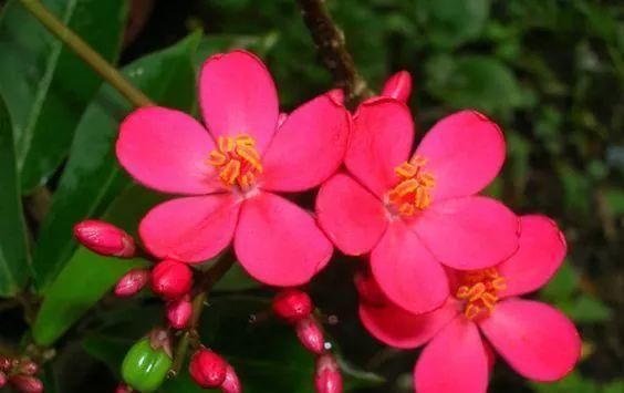 植物界的13种世界之最