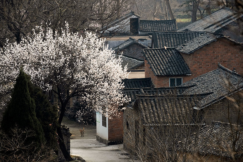 大别山区有个古朴而秀美的地方，借问此地在何处，牧童遥指杏花村