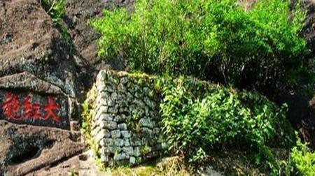 中国天价树：果子卖到五十万，另一棵价值高达一亿