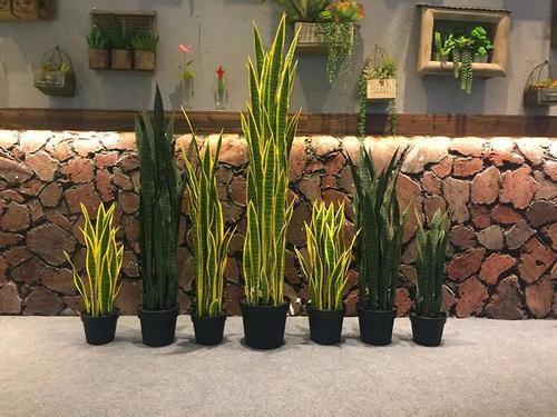 『花盆』需“穷养”的5种花,用小花盆,少浇水,越长越喜人