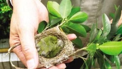  「经济」3个小窍门，经济又实用，扦插'花草果树'个个包活