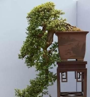  『疏松透气』养一盆金枝玉叶，一剪一扎，轻轻松松，变成值钱的“盆景”