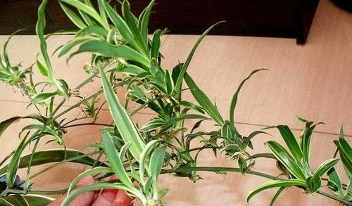  『自然』吊兰绿萝长不好？盆里埋点“黄豆豆”，自然发酵，不用管都爆盆