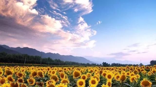 黄金九月楼观的花海开啦！赏花海、品花宴，全都不能错过！