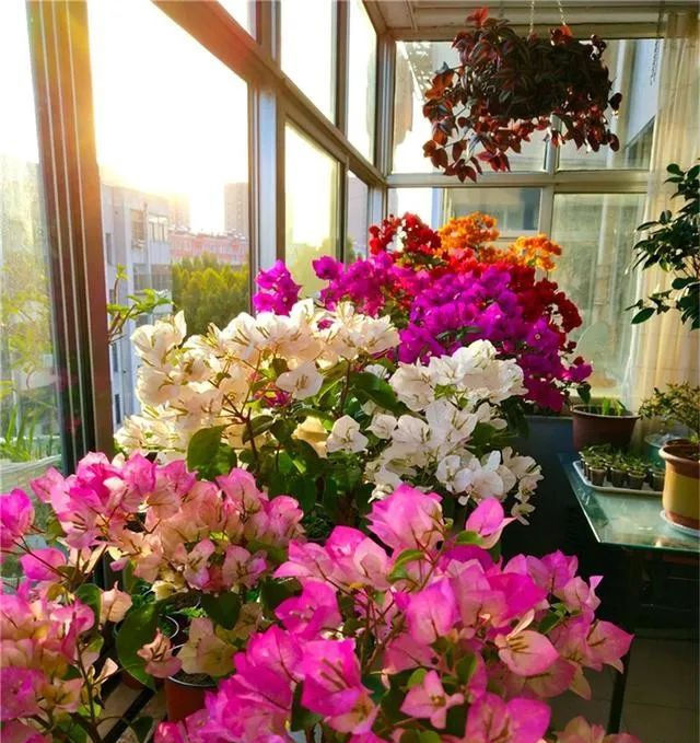  『花开满』夏天养三角梅,花前、花后浇水很关键,做对了,才能花开满树