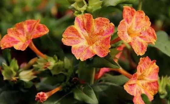 玛格丽特:养花养个花量大的,开花一簇一簇,养在客厅生机勃勃,美如花海