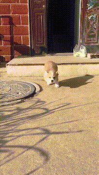 算不算@搞笑GIF:这也没有系安全带啊,算不算违规啊