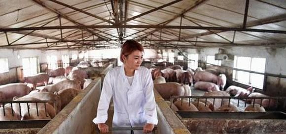  [养猪]将来的你，如果还想养猪，这10条还是提前看看好！