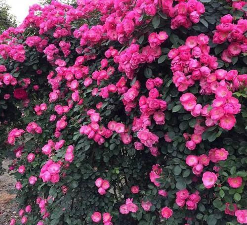  『喜欢』新手必种的十款最美藤本月季，款款颜值与能力并存，看看喜欢哪种