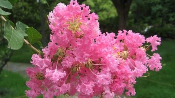 『喜欢』这款花卉,全年开花不断,一盆看似多盆,花开枝繁叶茂,绚丽多彩