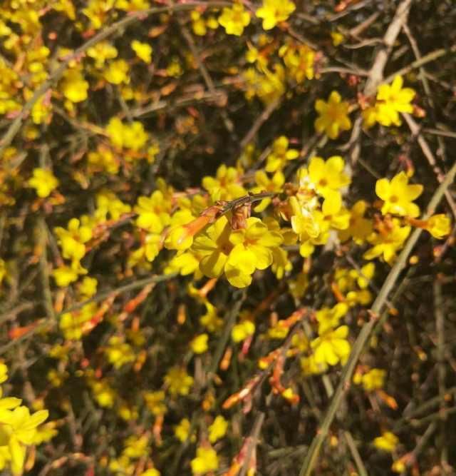  赏花：春暖花开，你赏花了么？