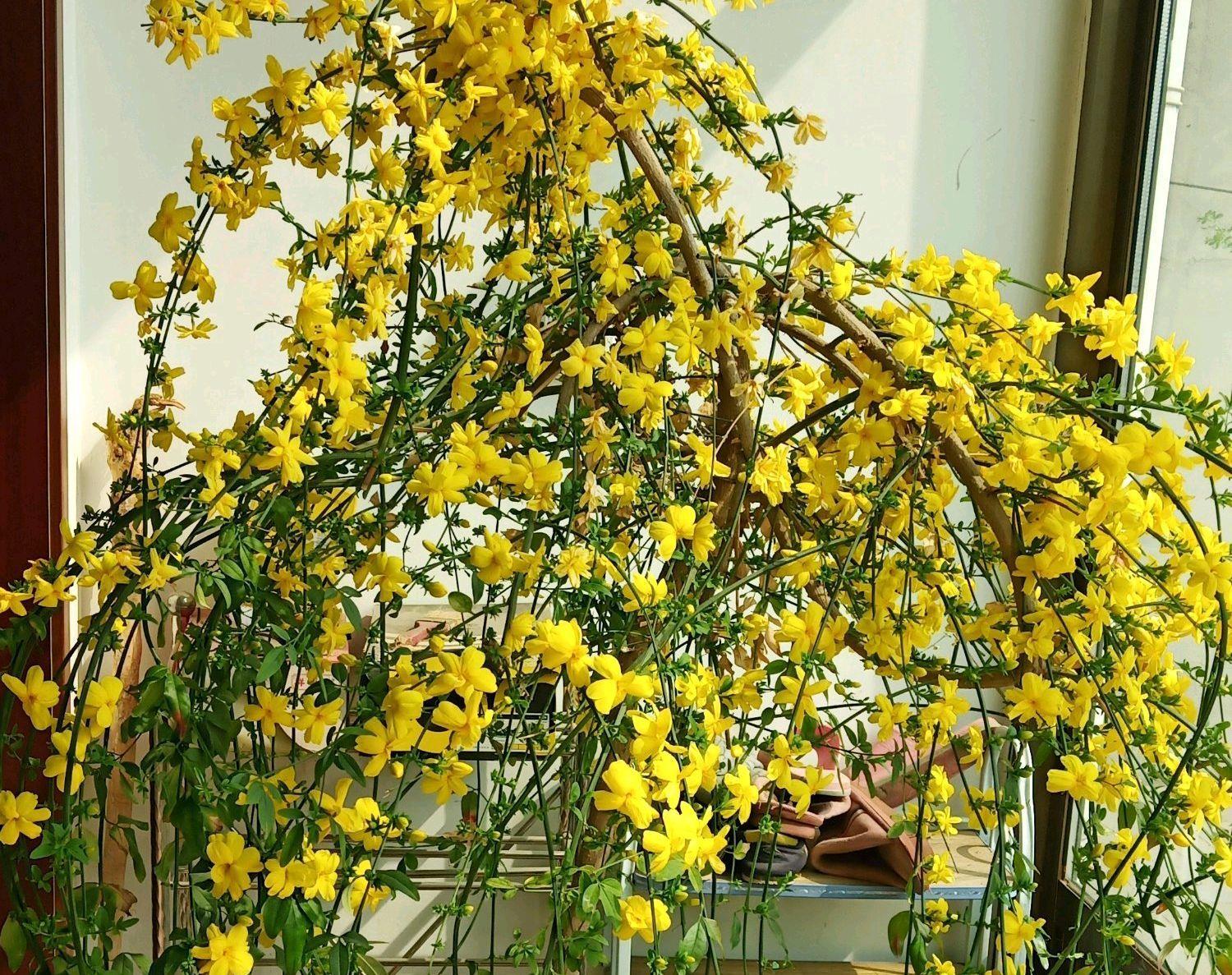 「贴梗海棠」10种春天路边常见的先开花后长叶植物