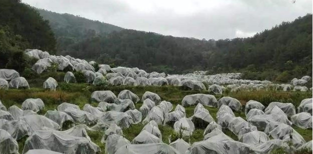  [收益]亩产8000斤，收购价一斤6元，亩收益42000元，农民却各种