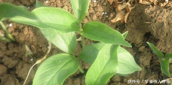 专治咳嗽痰多的乡村地里“药狗蛋儿”，农民却都给扔了