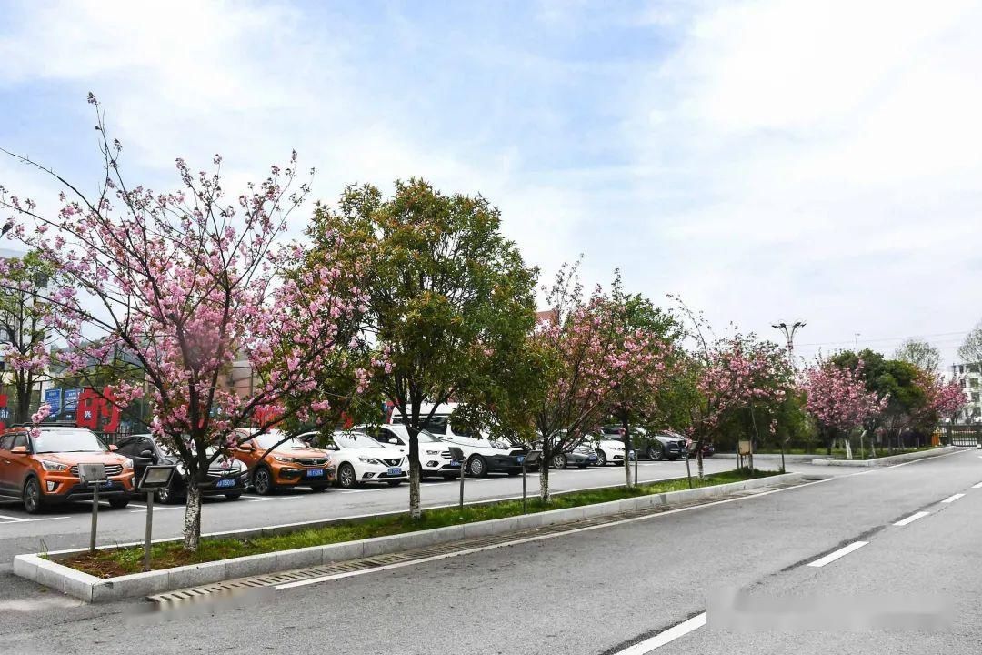  [樱花]美！湖口这里居然有十里樱花，你知道在哪吗？