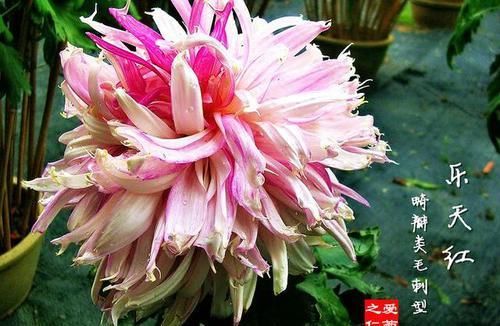 「满月」喜欢菊花,就养盆“珍稀名菊”乐天红,似粉嫩少女,花型似满月